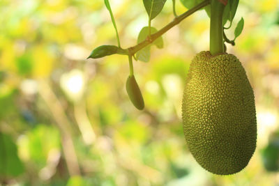 Close-up of fruits hanging on tree