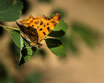 Close-up of butterfly on leaf