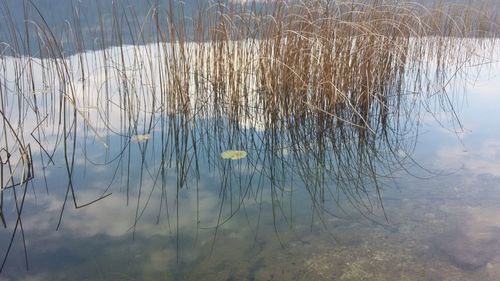 Reflection of plants in lake