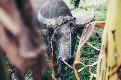 View of a horse