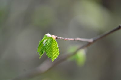 Close-up of green leaves on plant