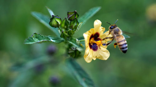 Close-up of insect on flower