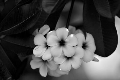 Close-up of hand holding flowering plant
