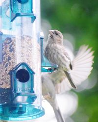 Bird perching on a feeder