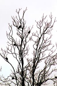 Low angle view of bare trees against clear sky