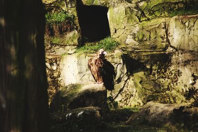 View of birds on wall