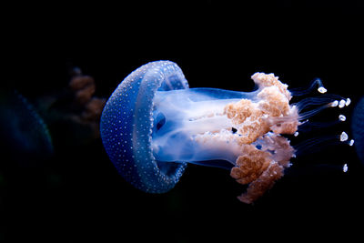 Close-up of jellyfish swimming in sea