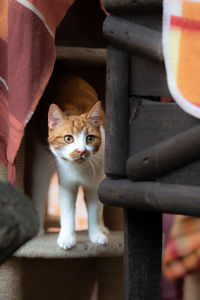 Portrait of cat sitting on wood