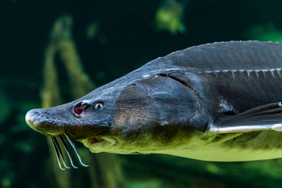 Close-up of fish in aquarium