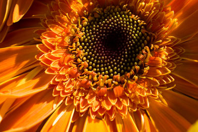 Close-up of orange daisy flower