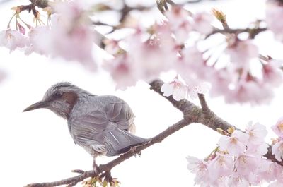 Low angle view of bird perching on cherry tree