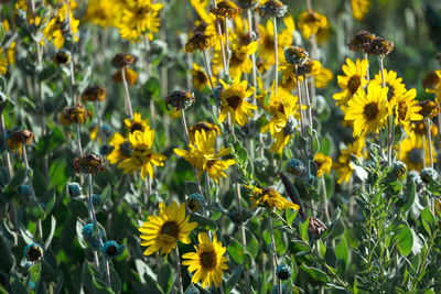 Close-up of yellow flowering plants on field