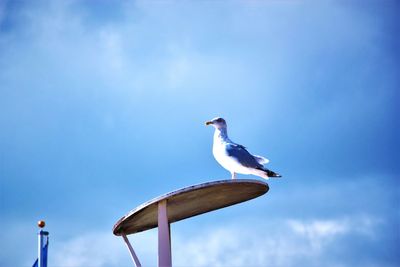 Low angle view of bird perching on blue sky