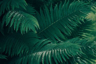 Full frame shot of fern leaves