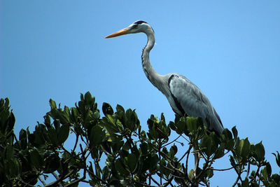 Low angle view of gray heron perching on tree against clear sky