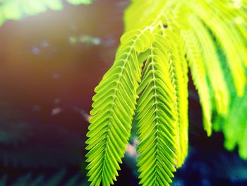 Close-up of green leaves