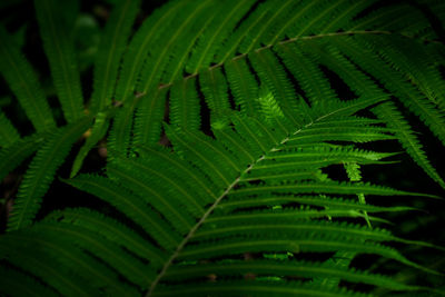 Full frame shot of palm leaf