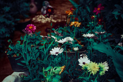 Close-up of flowers blooming outdoors