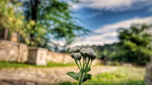 Close-up of flowering plant on land against sky