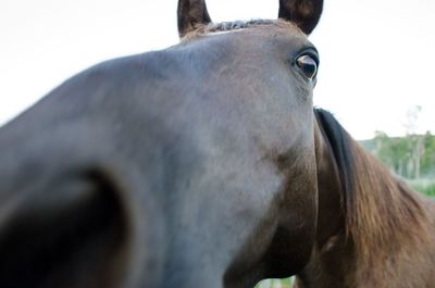 Close-up of horse