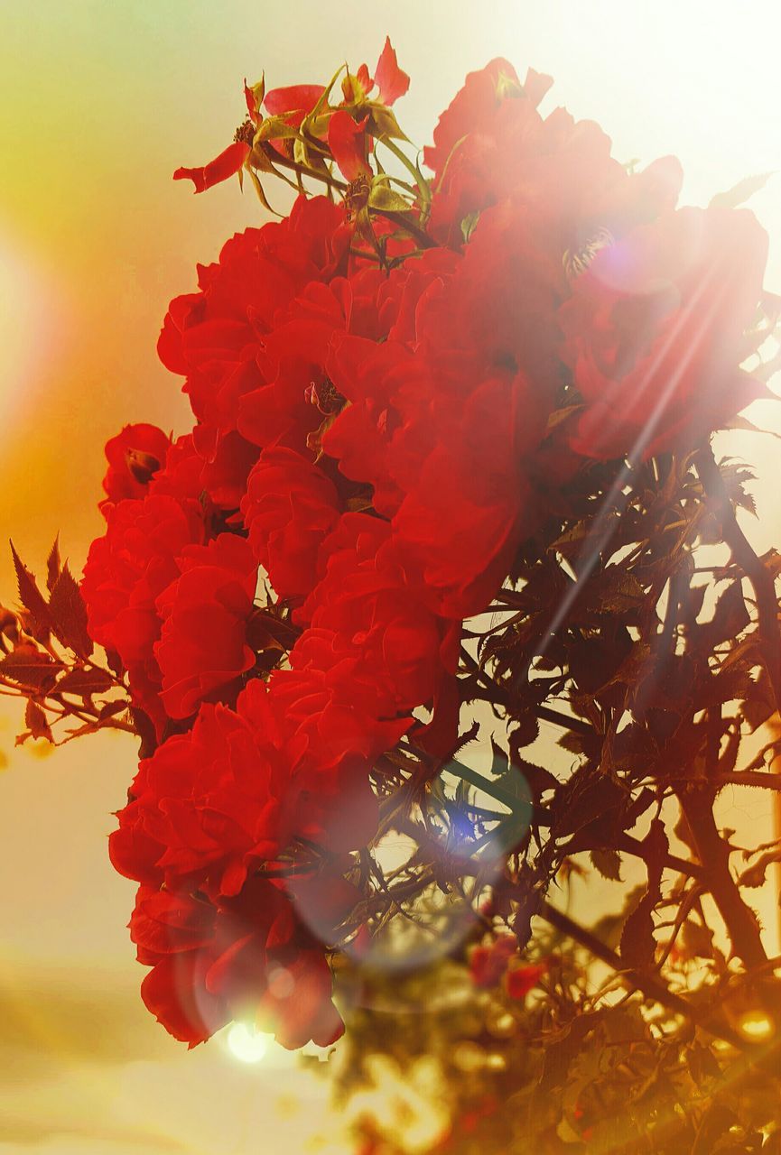 low angle view, sun, tree, branch, lens flare, growth, sunlight, sunbeam, beauty in nature, nature, flower, freshness, close-up, sky, fragility, red, outdoors, focus on foreground, leaf, day