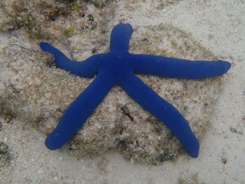 High angle view of a turtle in sea
