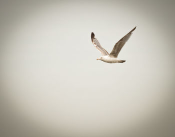 Low angle view of a bird flying