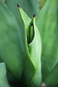 Close-up of succulent plant
