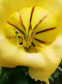 Close-up of yellow rose flower