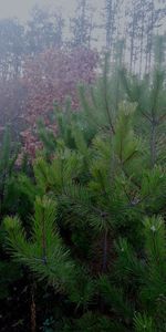 Pine trees in forest