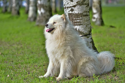 Dog looking away on field