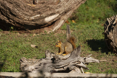 Feeding squirrel