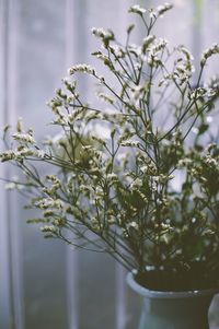 Close-up of plant