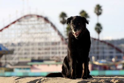 Black dog looking away