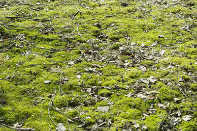 High angle view of plants growing on field