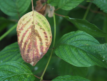 Close-up of fruit on plant
