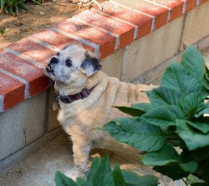 High angle view of a dog