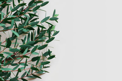 Close-up of potted plant against white background