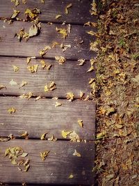 Close-up of autumn leaves on wood