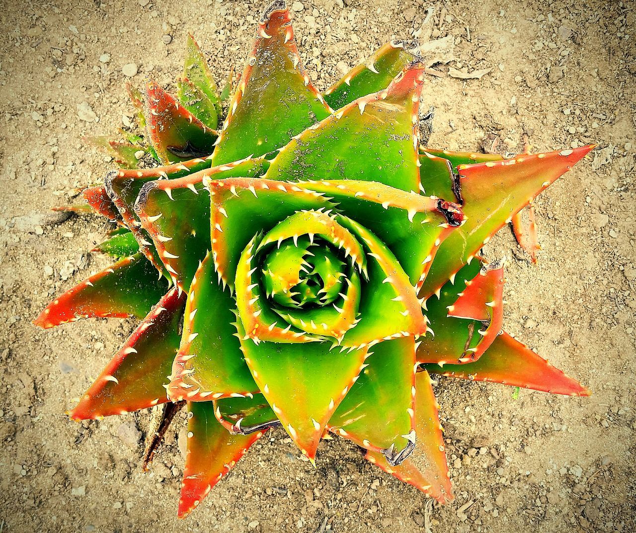 leaf, close-up, high angle view, plant, green color, growth, red, potted plant, cactus, nature, wall - building feature, day, no people, sunlight, outdoors, still life, thorn, freshness, table, leaf vein