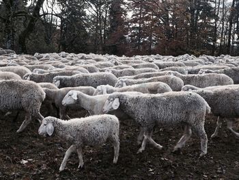 Sheep standing on grass in park