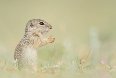 Close-up of squirrel on rock