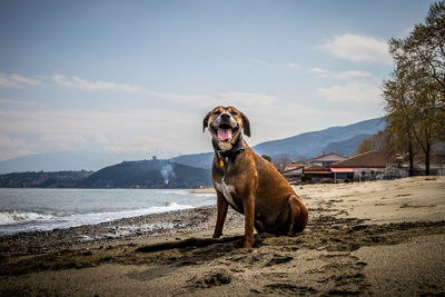 Portrait of dog on beach against sky