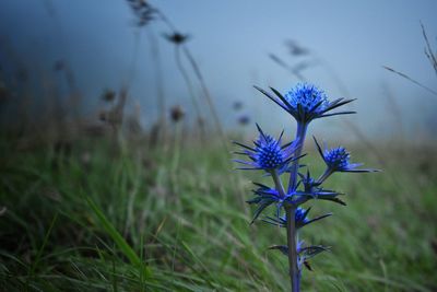 Close-up of purple flowering plant on field
