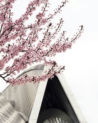 Low angle view of tree against sky