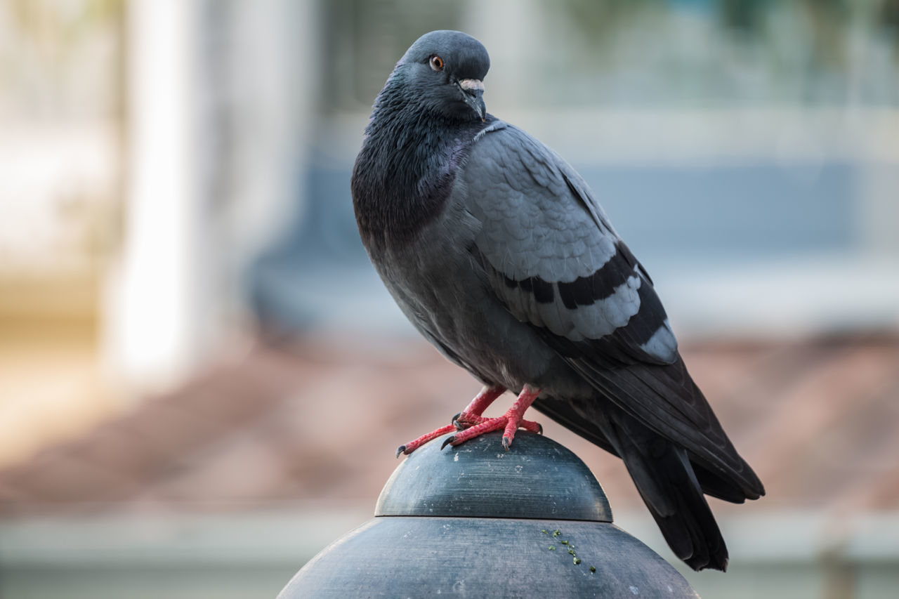 CLOSE-UP OF PIGEON