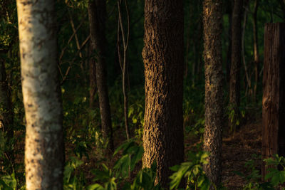 View of trees in forest