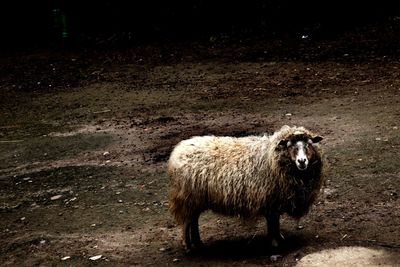 Sheep standing in a field