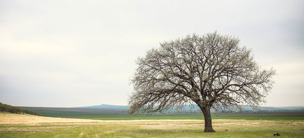 Bare tree on field against sky