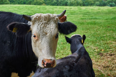 Cow in a field